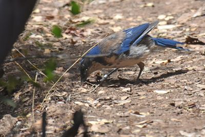 Island Scrub-Jay