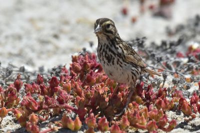 Savannah Sparrow (Beldings)