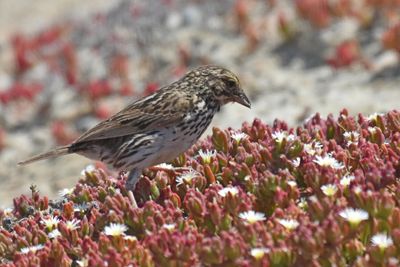 Savannah Sparrow (Beldings)
