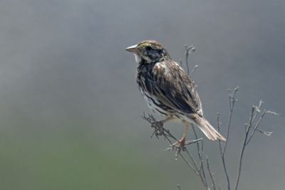Savannah Sparrow (Beldings)