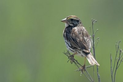 Savannah Sparrow (Beldings)