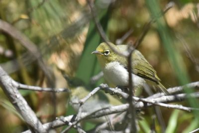 Swinhoe's White-eye