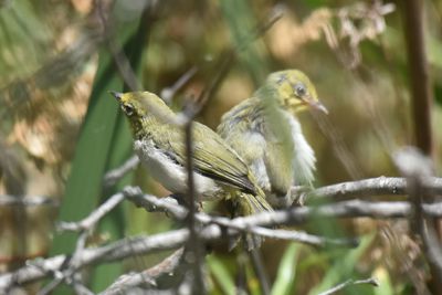 Swinhoe's White-eye