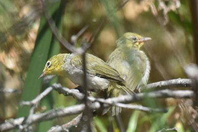Swinhoe's White-eye