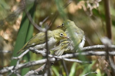 Swinhoe's White-eye