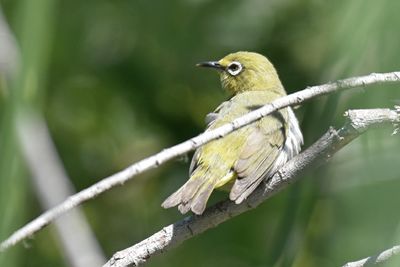Swinhoe’s White-eye