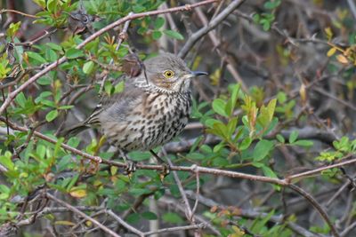 Sage Thrasher
