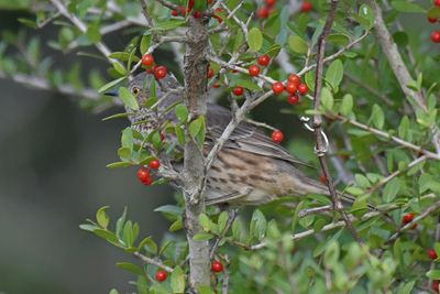 Sage Thrasher