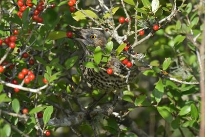 Sage Thrasher