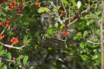 Sage Thrasher