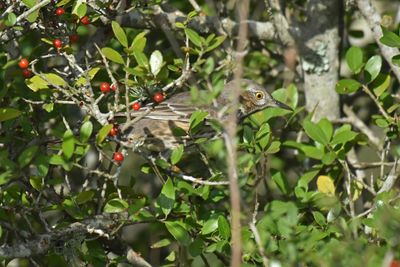 Sage Thrasher