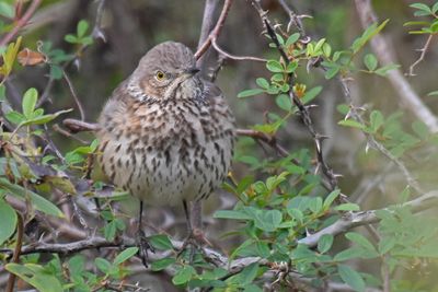 Sage Thrasher