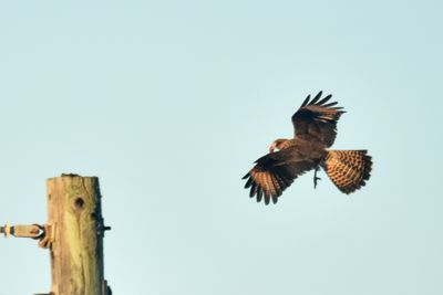 Yellow-headed Caracara