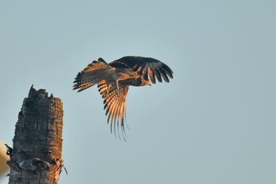 Yellow-headed Caracara