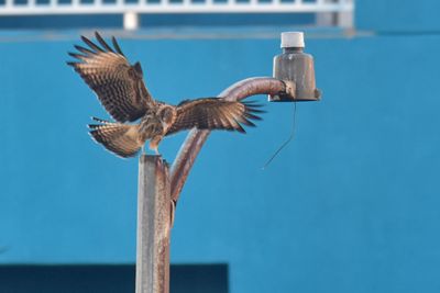Yellow-headed Caracara