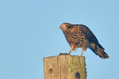 Yellow-headed Caracara