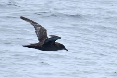 Sooty Shearwater