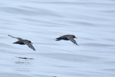Sooty Shearwater