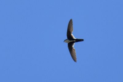 White-throated Swift