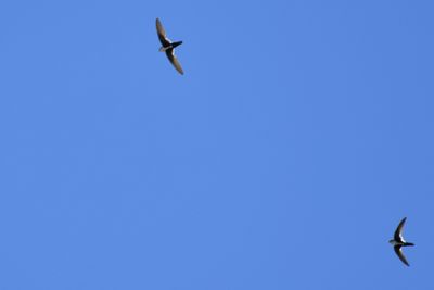 White-throated Swifts