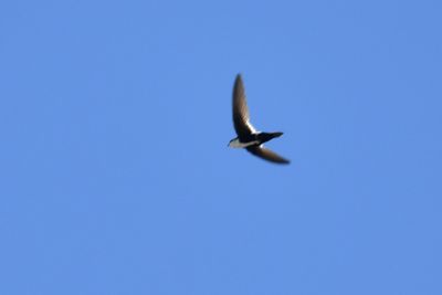 White-throated Swift