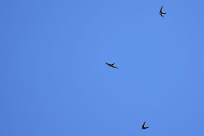 White-throated Swifts