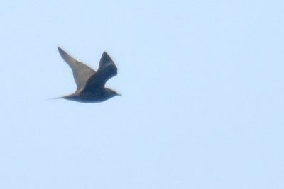 Jaeger_Skua.jpg