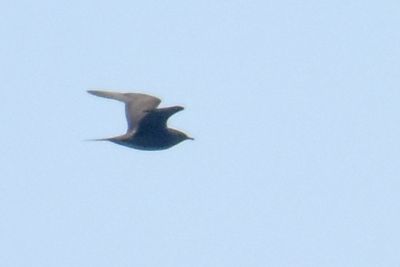 Jaeger_Skua 2.jpg