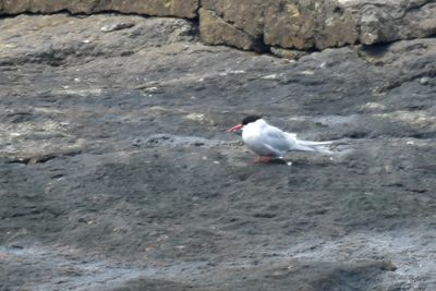 Arctic Tern, Alternate Plumage
