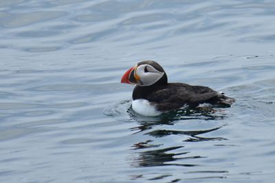 Atlantic Puffin, Alternate Plumage