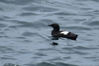 Black Guillemot