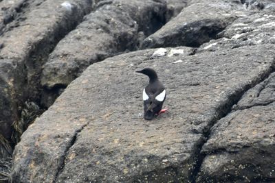 Black Guillemot, Alternate Plumage