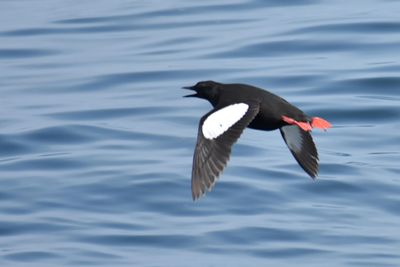 Black Guillemot