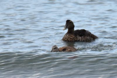 Common Eiders