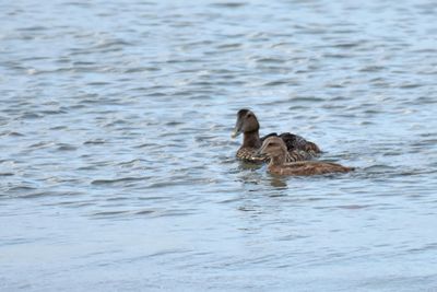 Common Eiders