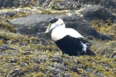 Common Eider, Drake, Alternate Plumage