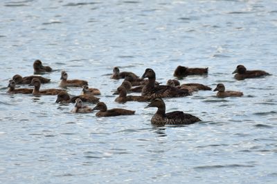 Common Eiders