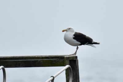 Great Black-backed Gull