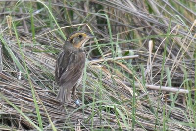 Saltmarsh Sparrow