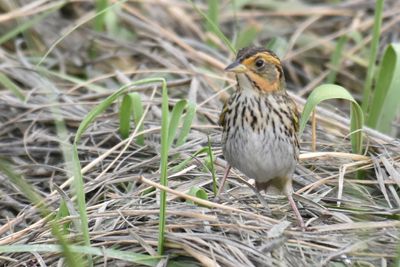 Saltmarsh Sparrow