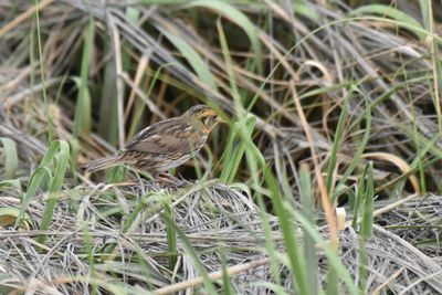 Saltmarsh Sparrow