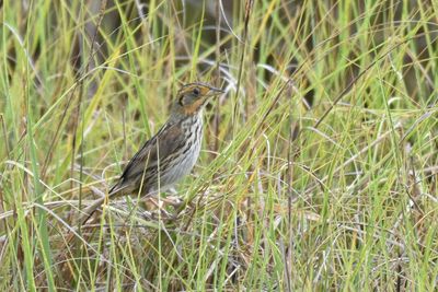 Saltmarsh Sparrow