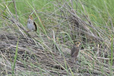 Saltmarsh Sparrow