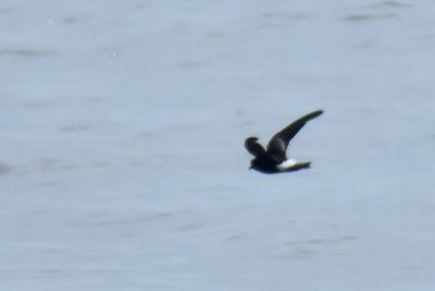 Wilson's Storm-Petrel