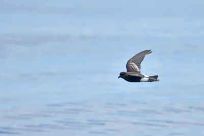 Storm-Petrels