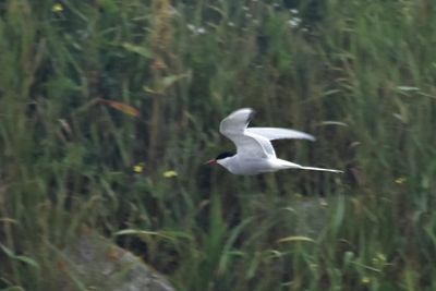 Arctic Tern, Alternate Plumage
