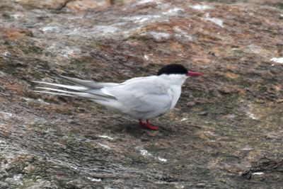 Arctic Tern