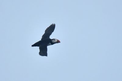 Atlantic Puffin, Alternate Plumage