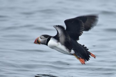 Atlantic Puffin, Alternate Plumage