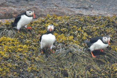 Atlantic Puffin